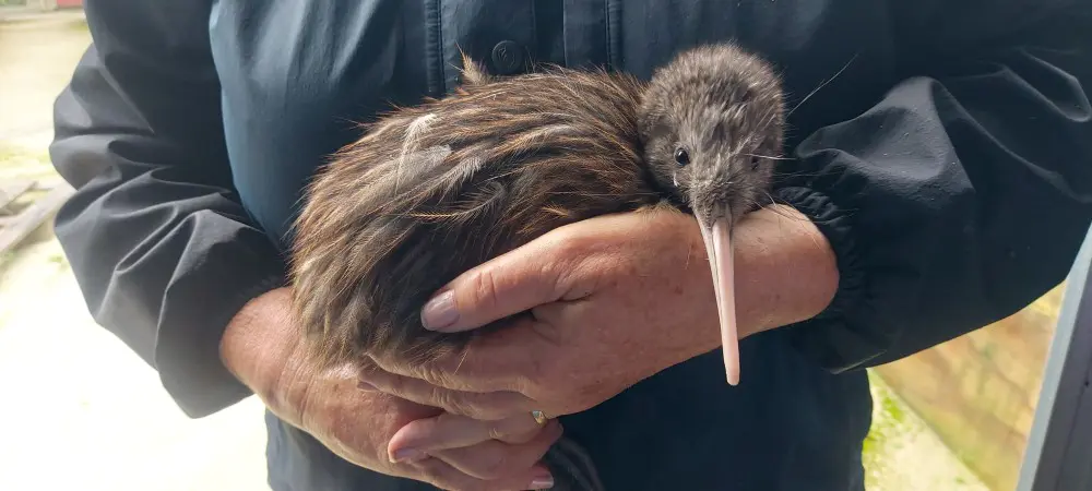 MC Our Own Kiwi